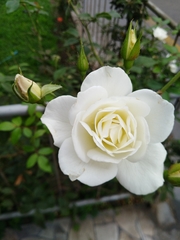 Rosa
