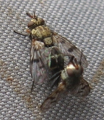 Homalactia harringtoni