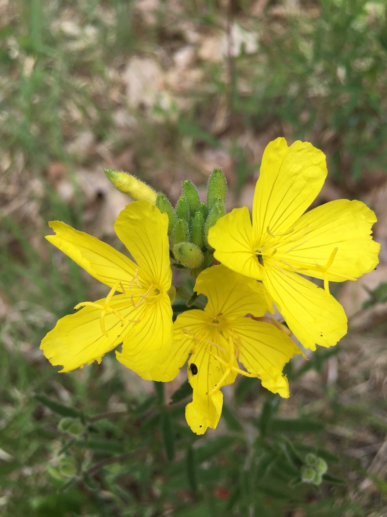 narrowleaved sundrops from Grassy Island Rd, Wadesboro, NC, US on May