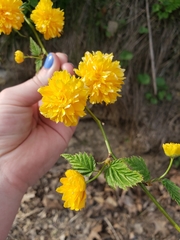 Kerria japonica