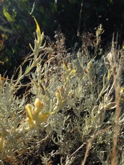 Castilleja hololeuca
