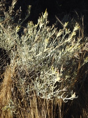 Castilleja hololeuca