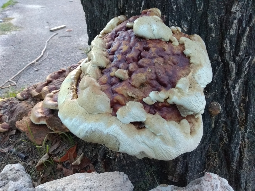 Ganoderma resinaceum · May 2021 · photo: © calimecita (iNaturalist, cc-by-sa)
