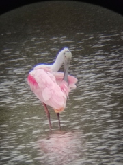Platalea ajaja