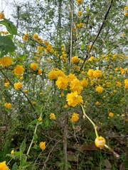 Kerria japonica