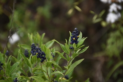Monnina salicifolia