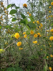 Kerria japonica
