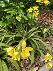 Spathoglottis kimballiana