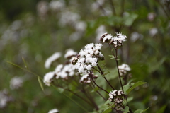 Ageratina sternbergiana
