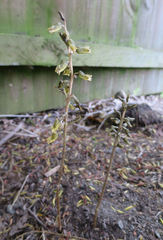 Gastrodia molloyi