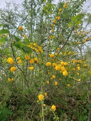 Kerria japonica