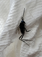Evania appendigaster