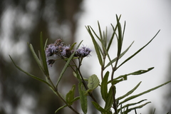Aristeguietia discolor