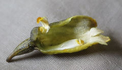 Gastrodia molloyi