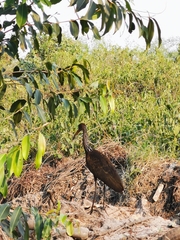 Aramus guarauna