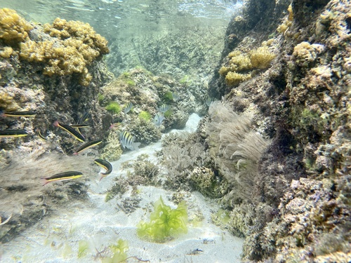 Cortez rainbow wrasse (Thalassoma lucasanum) — Labridae — 4
