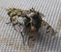 Homalactia harringtoni