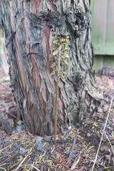 Gastrodia molloyi