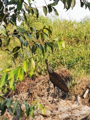 Aramus guarauna