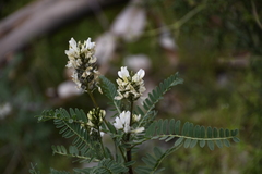 Astragalus garbancillo