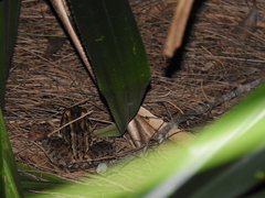 Leptodactylus latrans