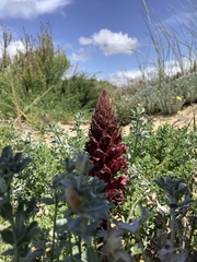 Orobanche foetida