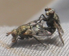 Homalactia harringtoni