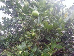 Citrus × aurantiifolia
