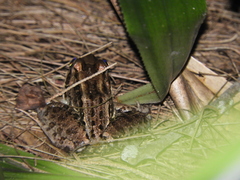 Leptodactylus latrans