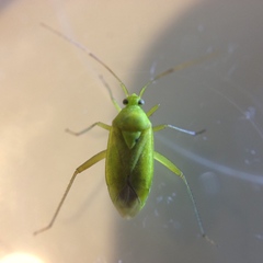 Closterotomus norwegicus