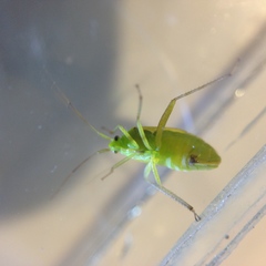 Closterotomus norwegicus