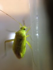 Closterotomus norwegicus