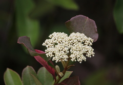 Viburnum nudum