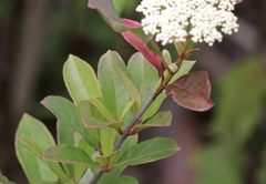 Viburnum nudum