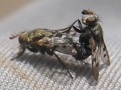 Homalactia harringtoni