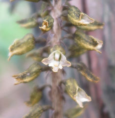 Gastrodia molloyi