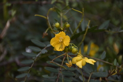 Senna birostris
