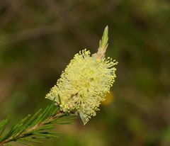 Melaleuca pityoides