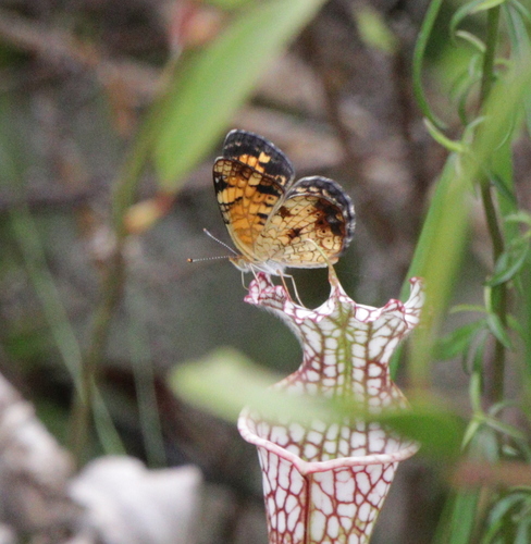 Pearl Crescent photographed in Alabama