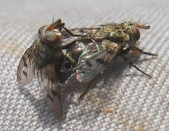 Homalactia harringtoni