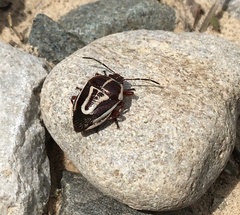 Perillus circumcinctus