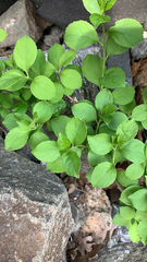 Celastrus orbiculatus