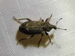 Listroderes difficilis