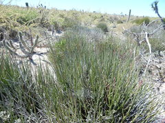 Euphorbia ceroderma
