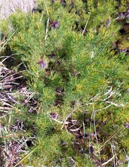 Serruria foeniculacea