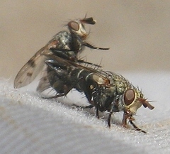 Homalactia harringtoni