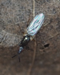 Prochyliza xanthostoma