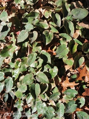 Epimedium × versicolor