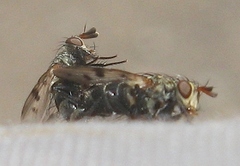 Homalactia harringtoni