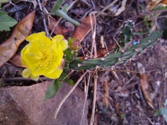 Opuntia retrorsa